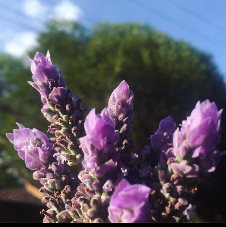 Lavender Oudh Incense Bakhoor (Handmade) 2